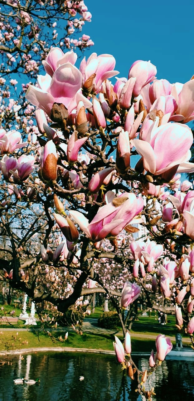 Magnolia