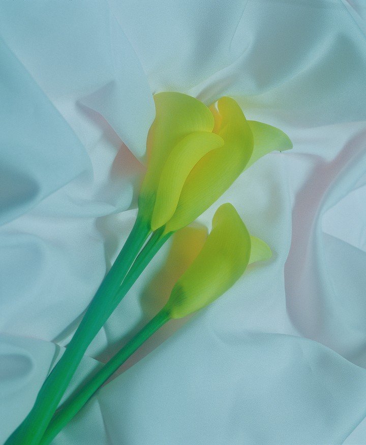 꽃이미지