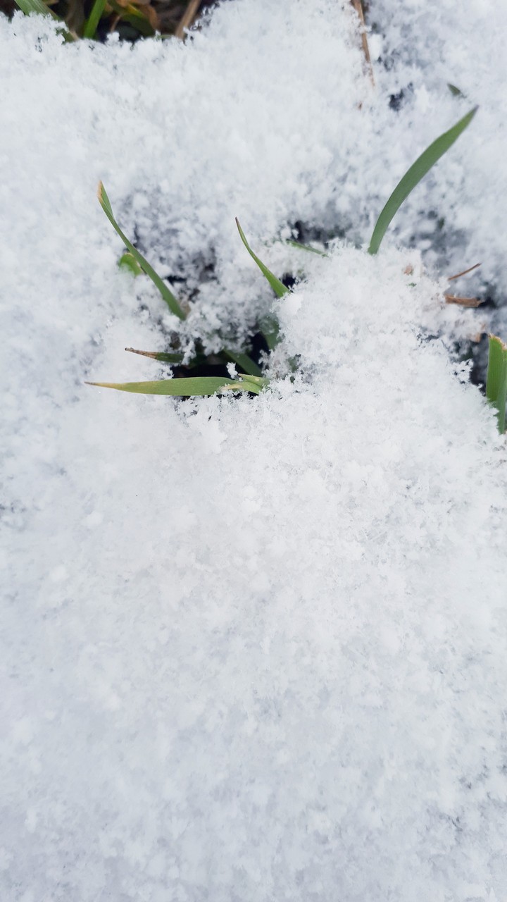 winters grass
