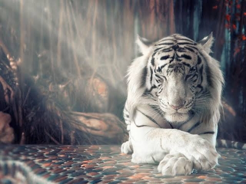 White Tiger