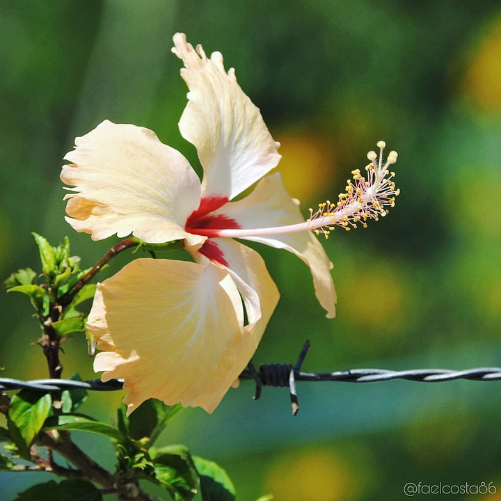 Flor