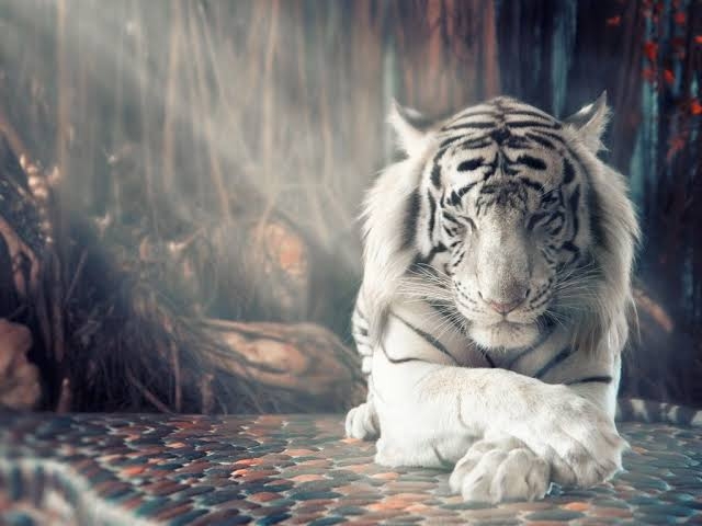 White Tiger
