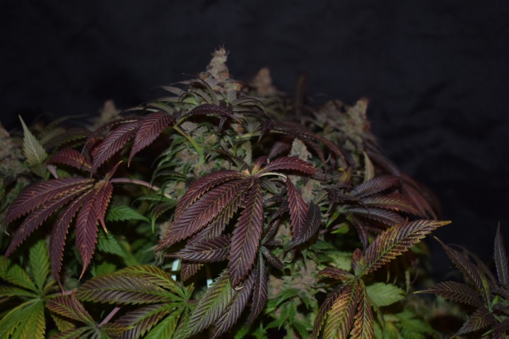 Alaskan purple