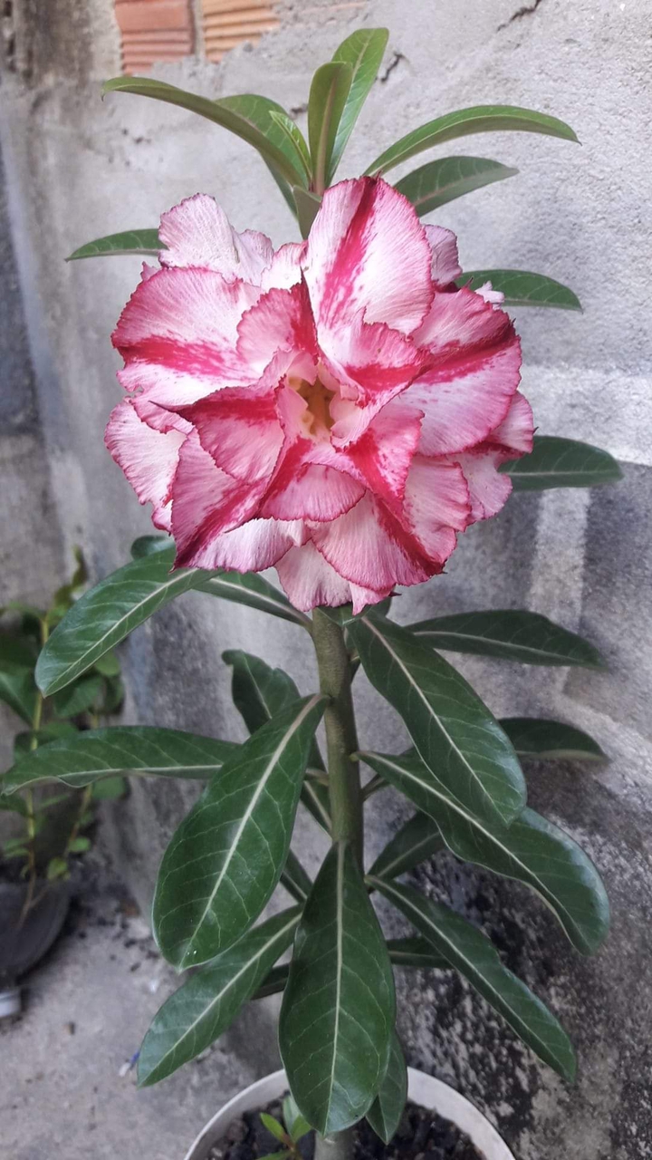Para todos vocês meus amores.