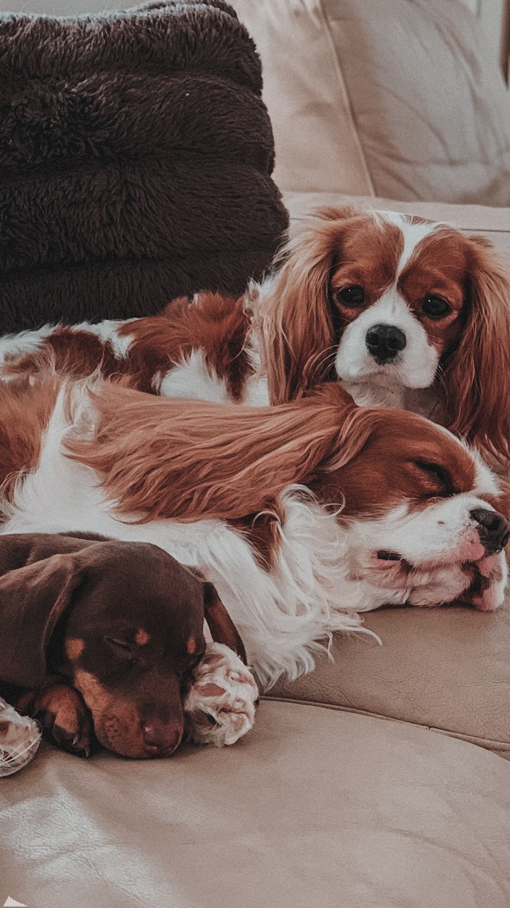 dogs