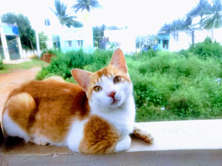 Meow