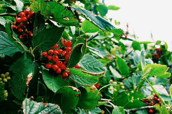 berry