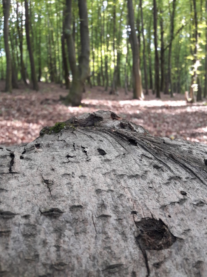 forest