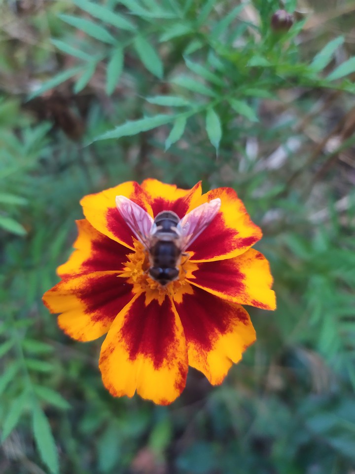 Bee