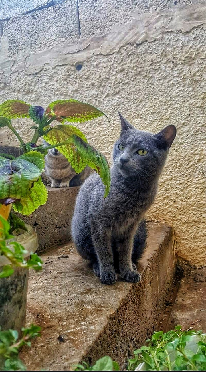 cat ❤️