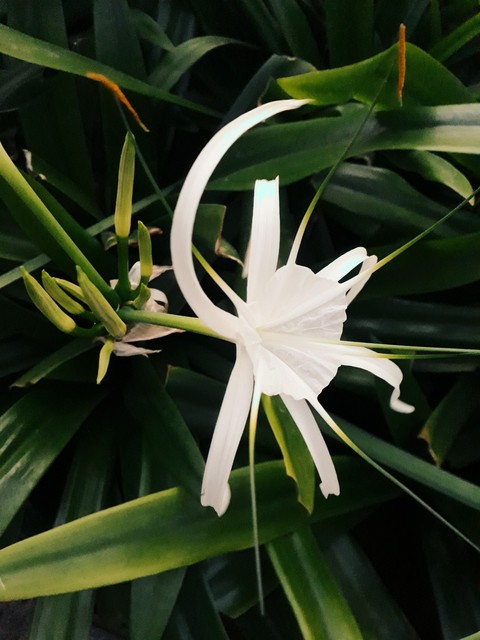 white flower