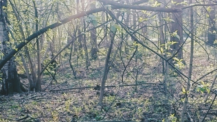 day in the forest