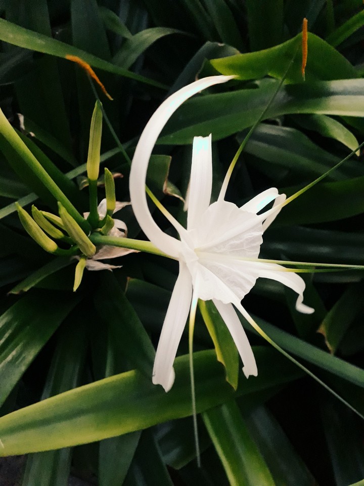 white flower
