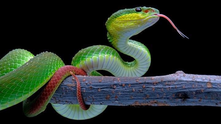 green snake