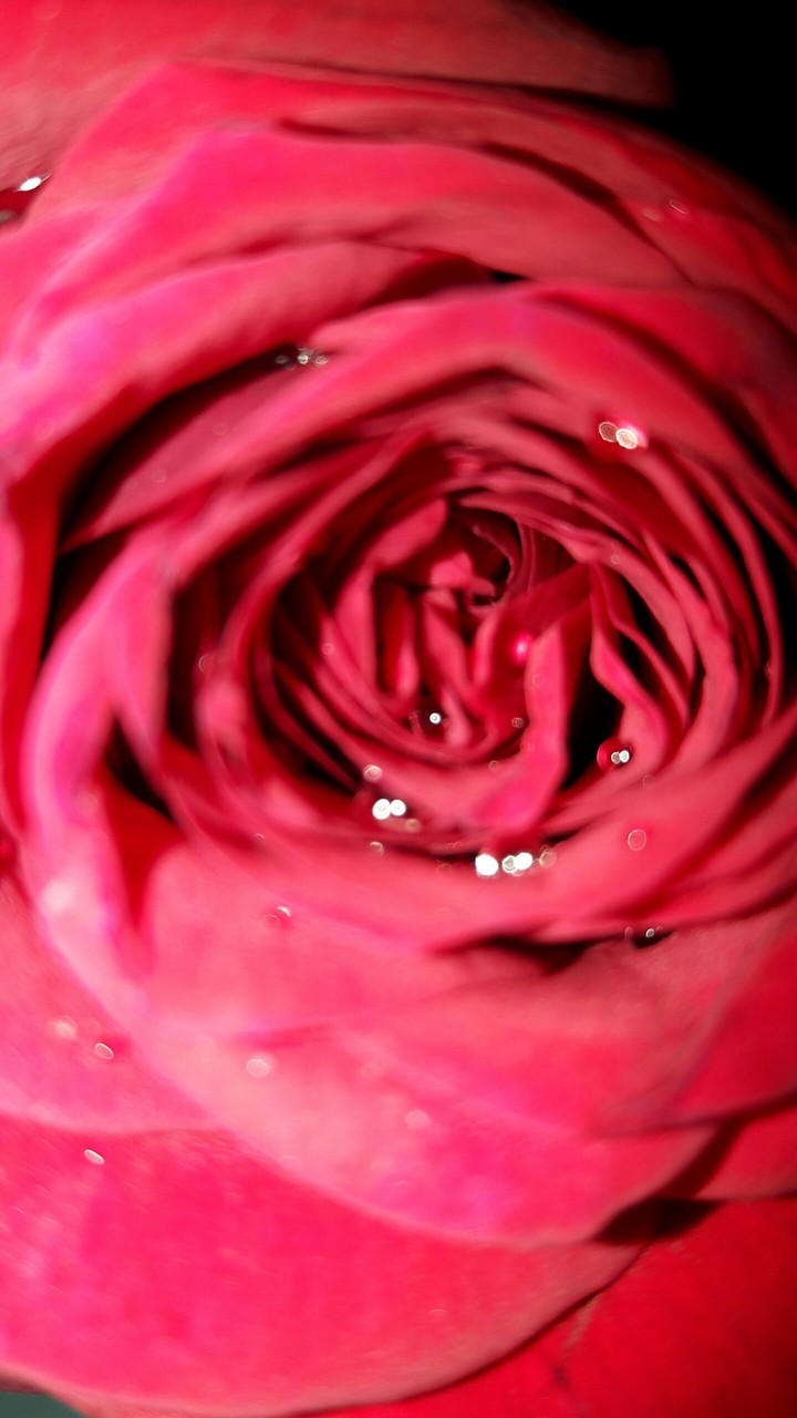 rose