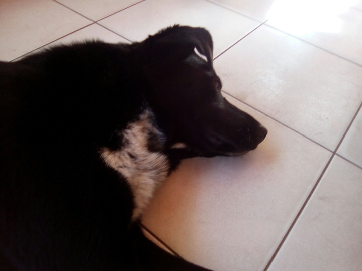 luiliu