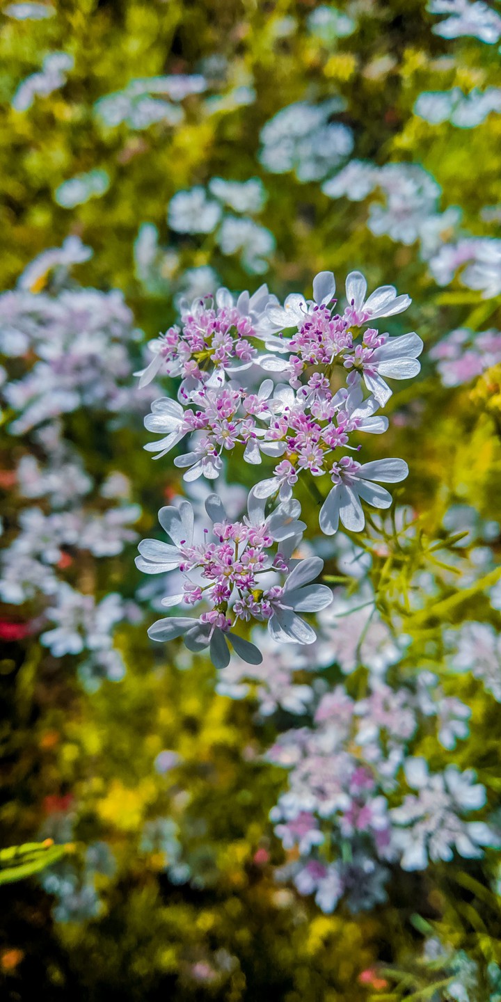 flower ?
