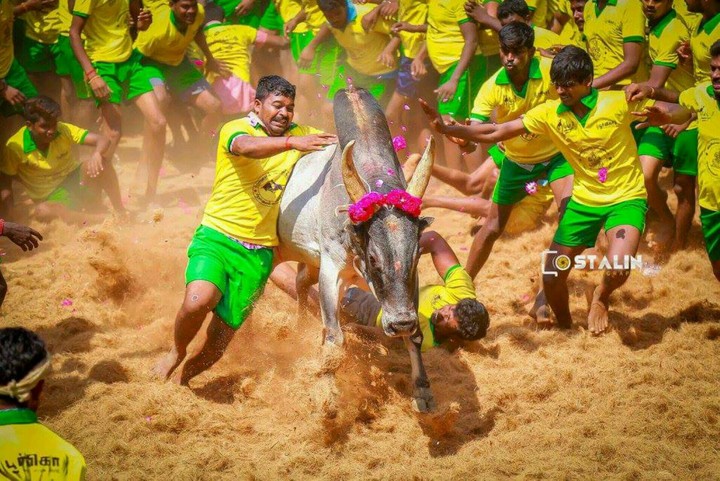 jallikattu