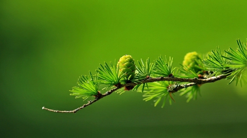 Greenery
