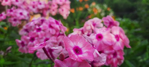 hình nền Petunia, purple