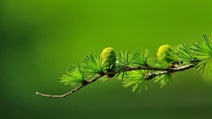 Greenery