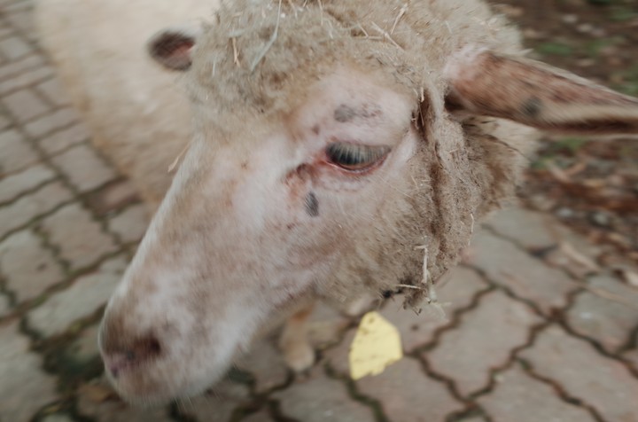 sheep