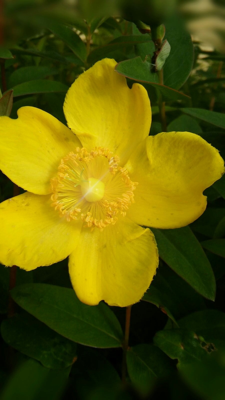 yellow flower