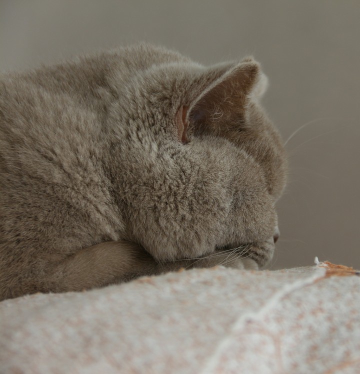 My Sleeper Cat