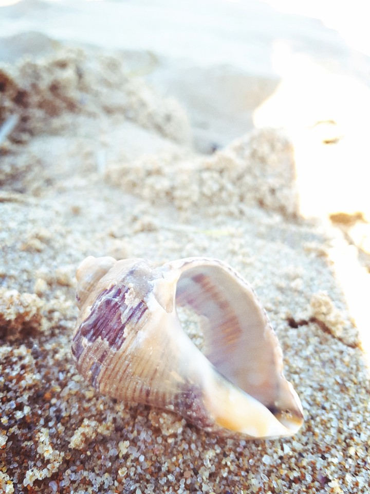 seashell
