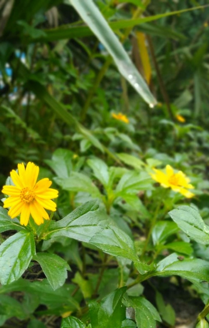yellow flower