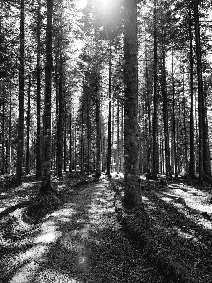 forêt de France