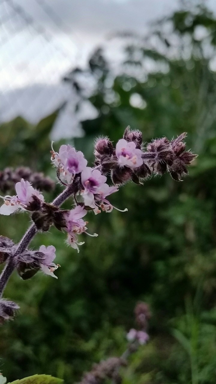 flores silvestres