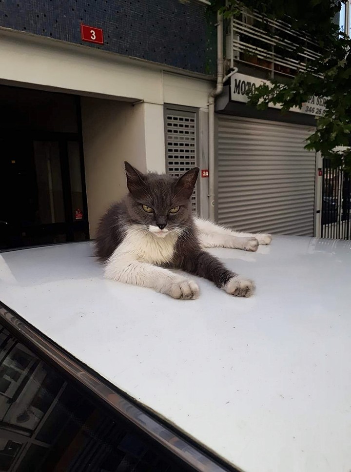 angry kit