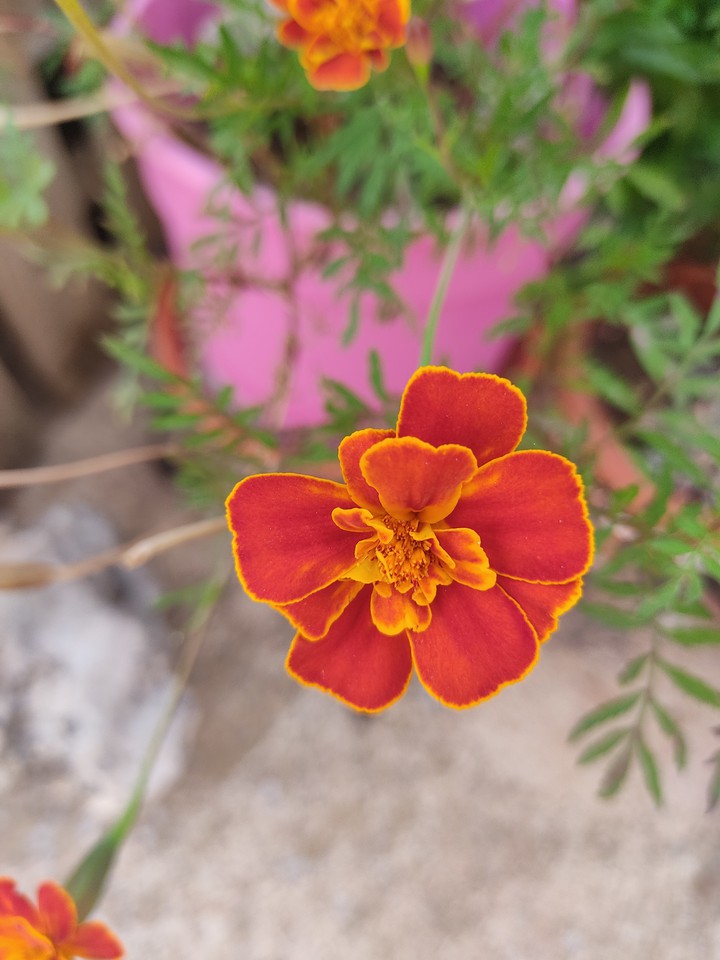 flor