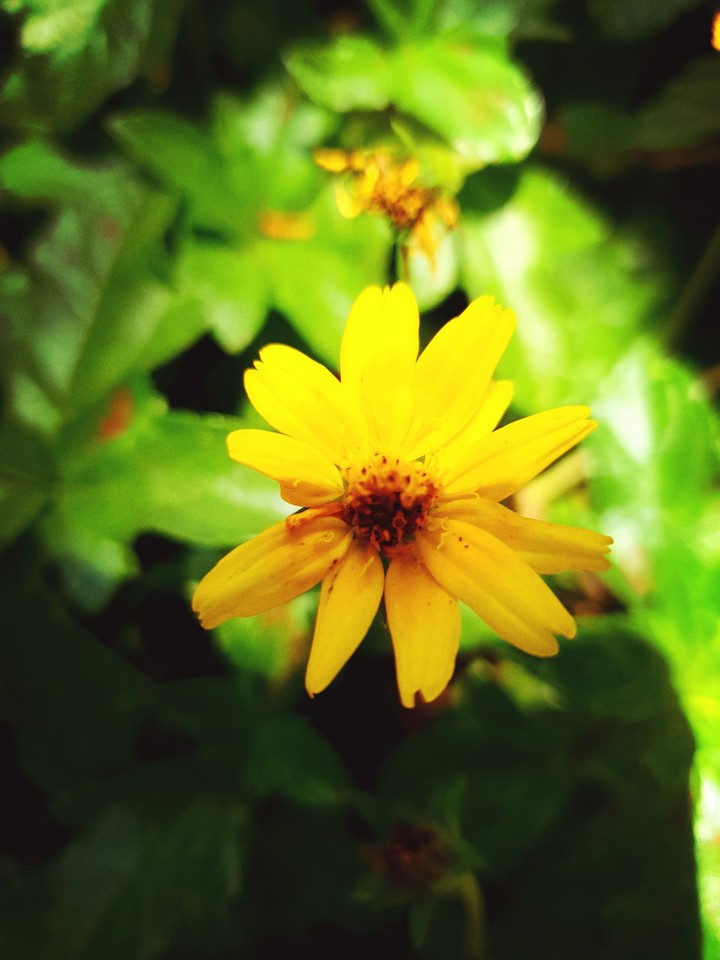 flower
