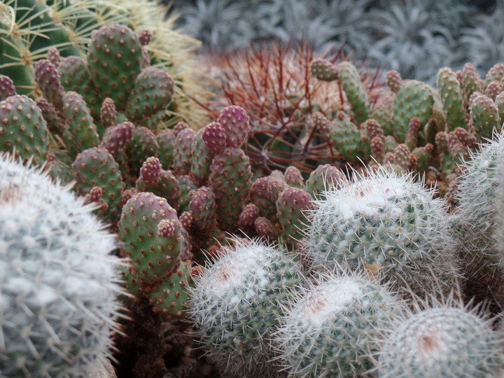 Cacti