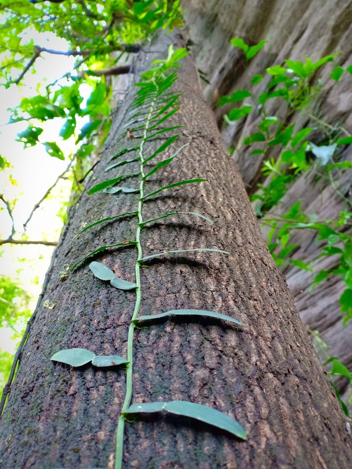 tree