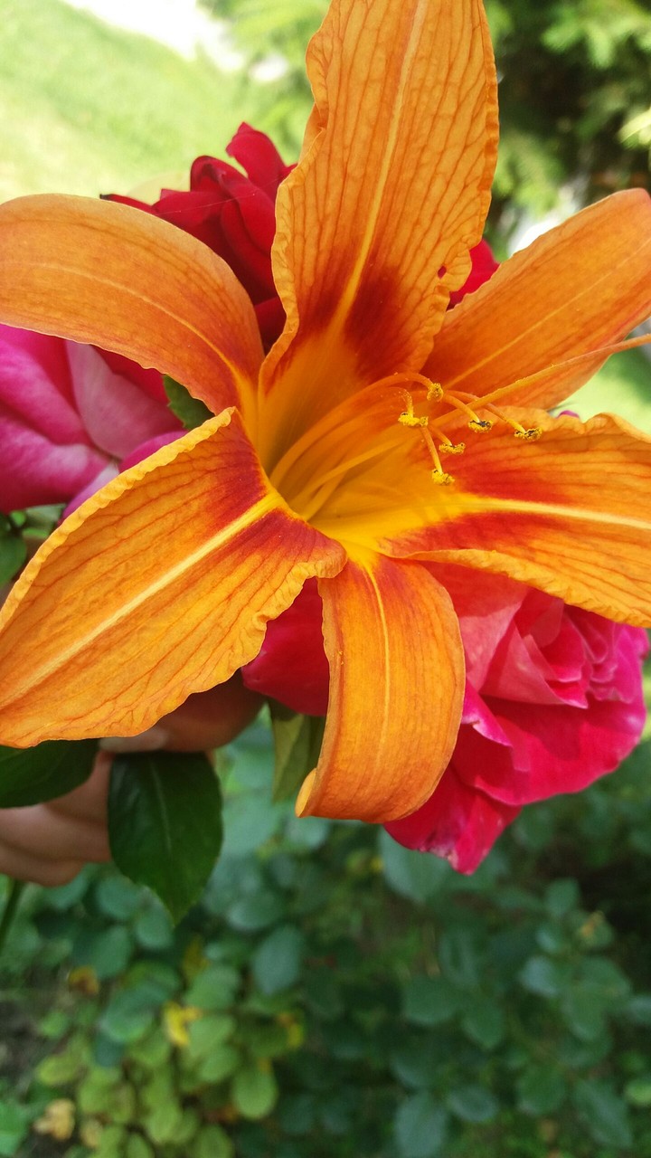 flower