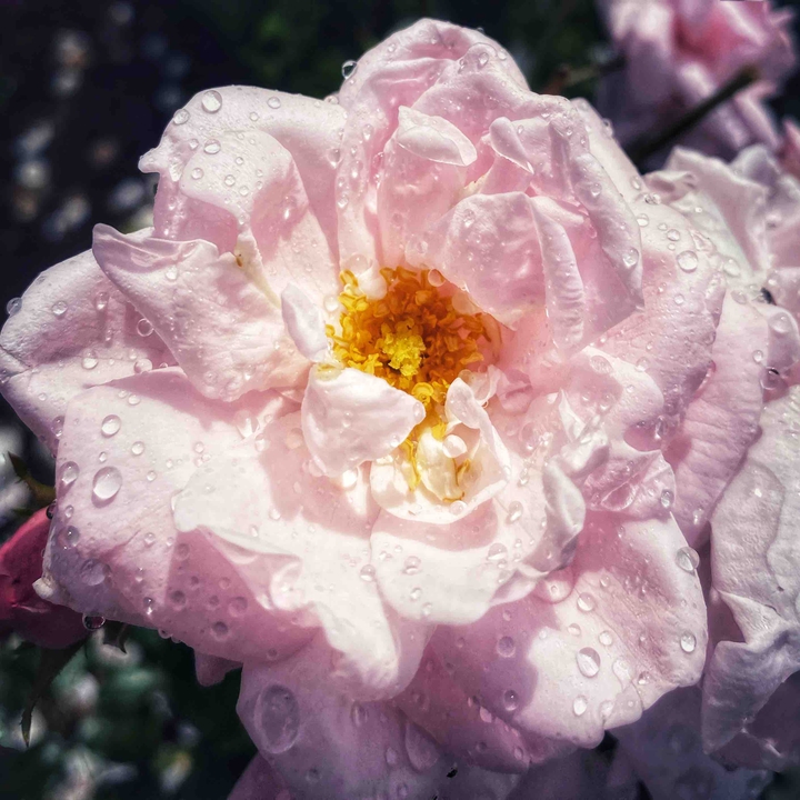 Delicate nature