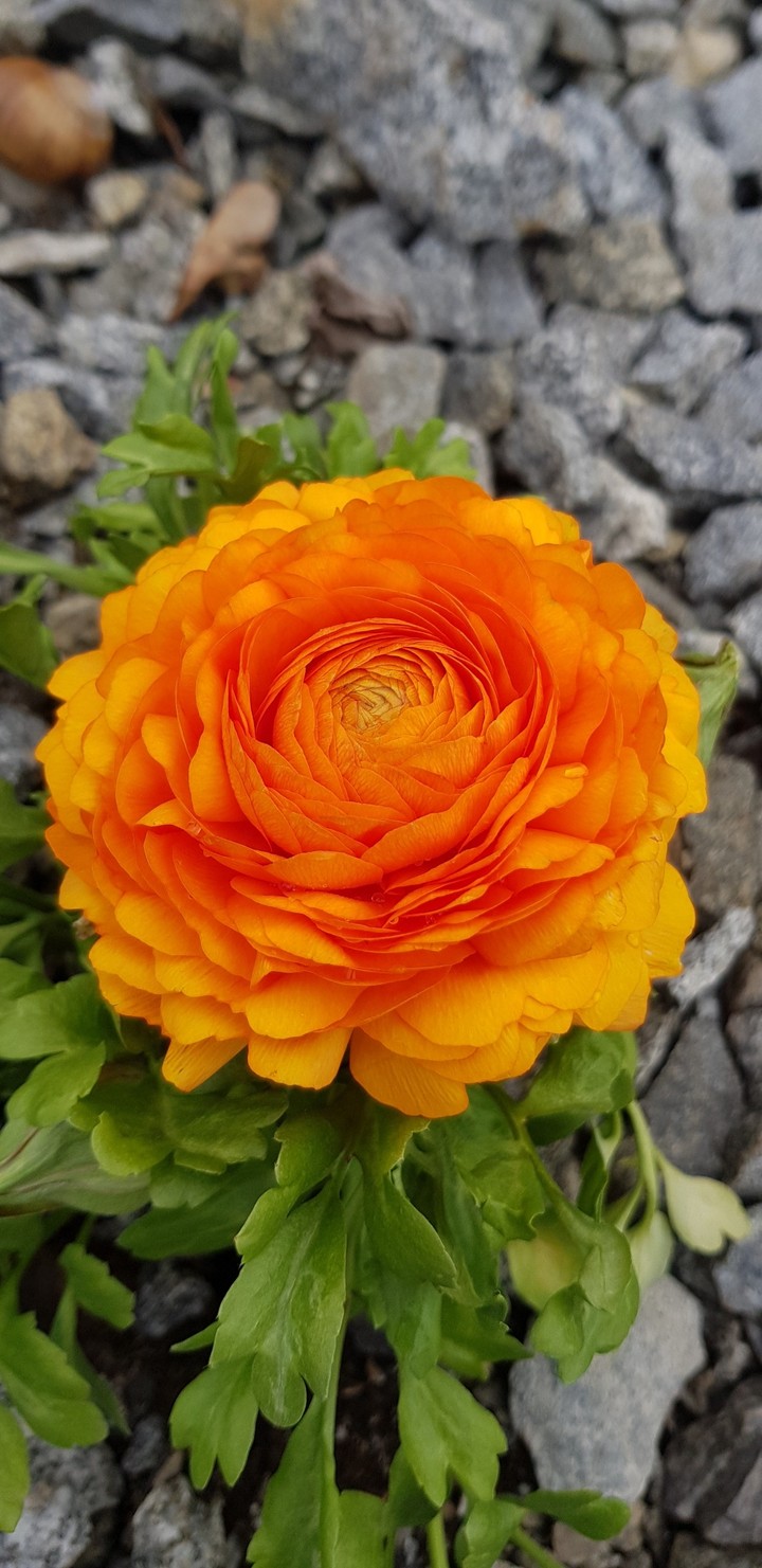 Full orange