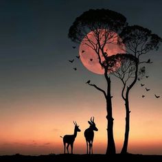 Sunset in the savana