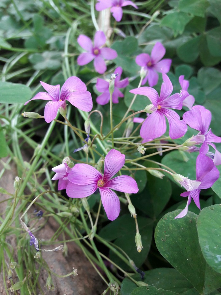 Spring