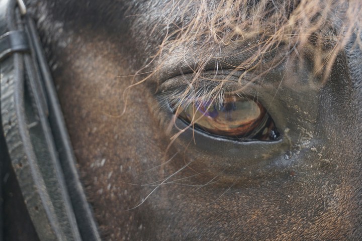 Horses Eye