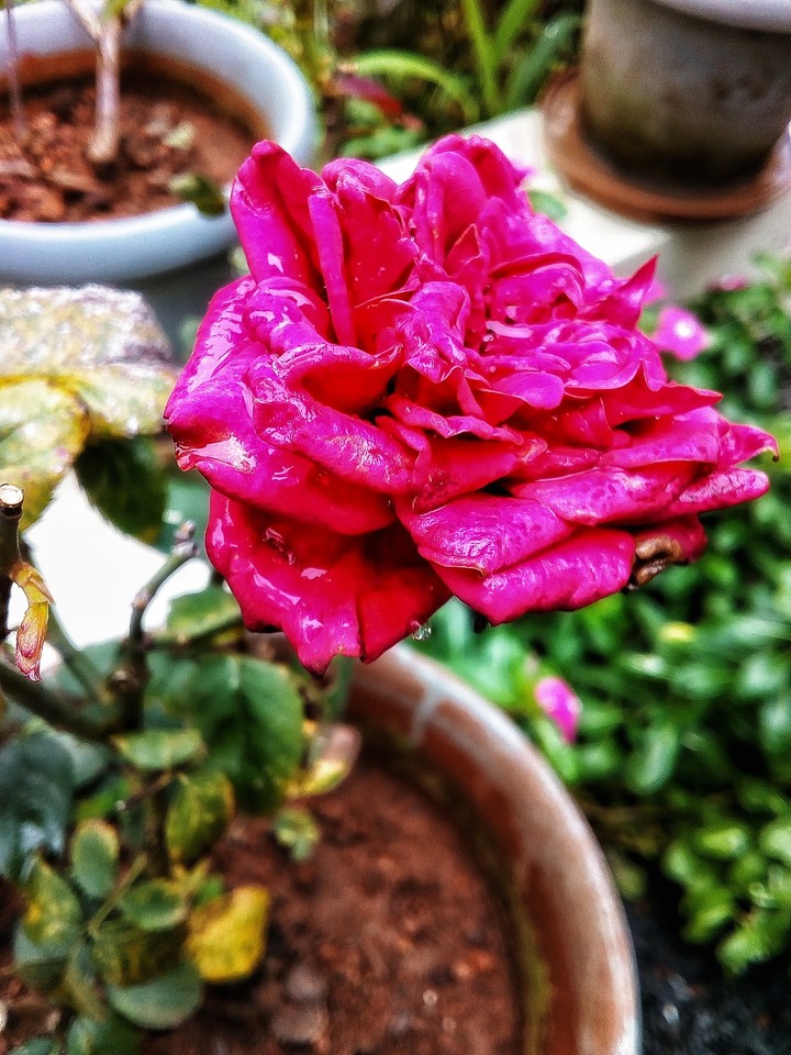 red rose