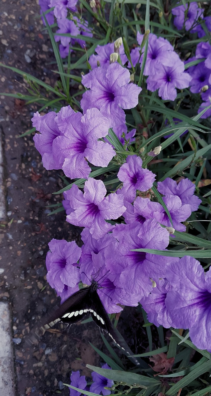 Every flower is a soul blossoming in nature.”??