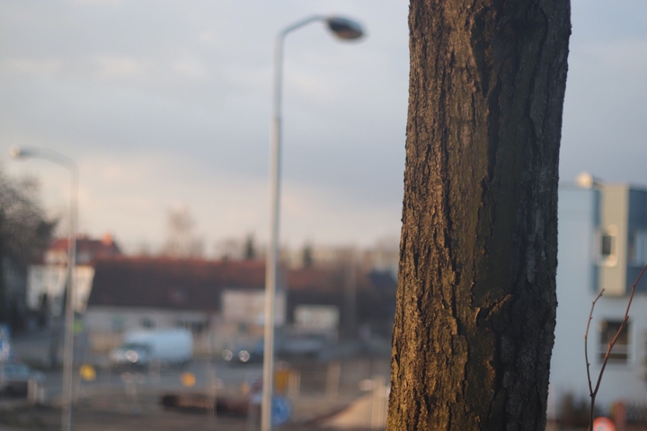 tree