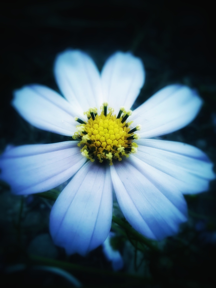 Autumn Flowers
