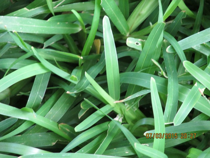 the green lawn