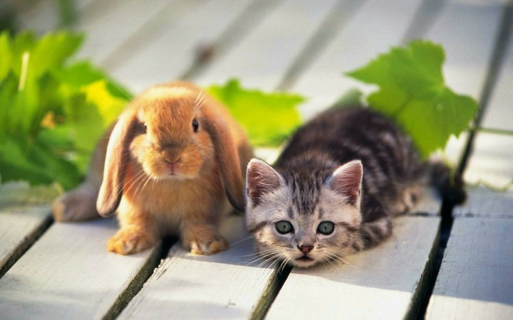 Hase und katze