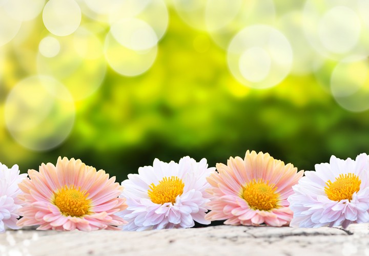 Gerberas